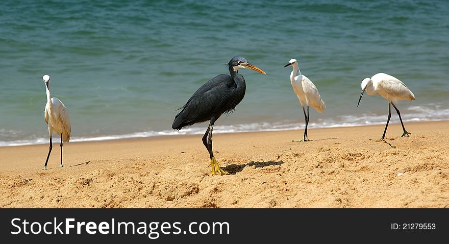 Herons on a sandy beach near the ocean. Kerala, South India