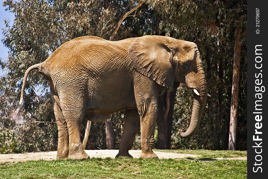 Elephant taking a leisurely stroll