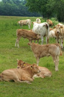 Cow In A Meadow Stock Photography Cow In A Meadow Stock Photography