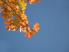 Autumnal Maple Leaves Stock Photo Autumnal Maple Leaves Stock Photo