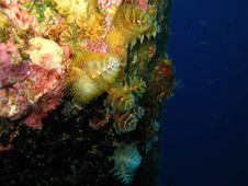 Christmas Tree Worms Stock Images Christmas Tree Worms Stock Images
