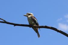 Kookaburra Sitting On Branch By Blue Sky Stock Photo