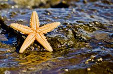 Starfish On The Rock In The Sea Water Stock Image Starfish On The Rock In The Sea Water Stock Image