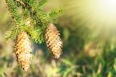 Fir Cones In Sunlight Stock Photo Fir Cones In Sunlight Stock Photo