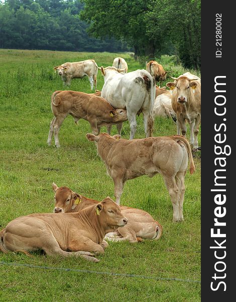 Cattle cow on a dutch farm during springtime. Cattle cow on a dutch farm during springtime