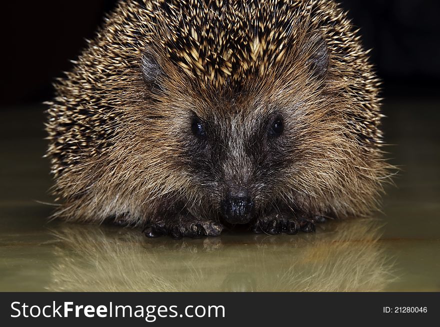 A young hedgehog on a dark background