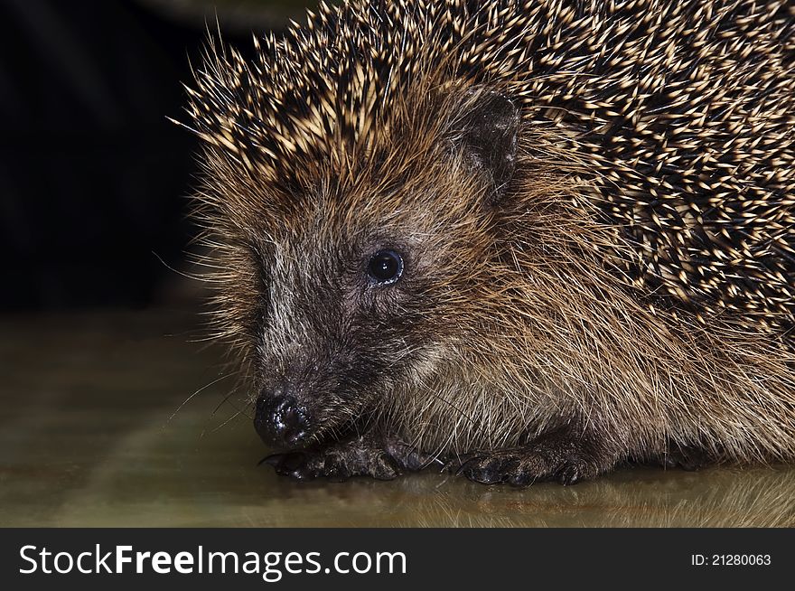 A young hedgehog on a dark background