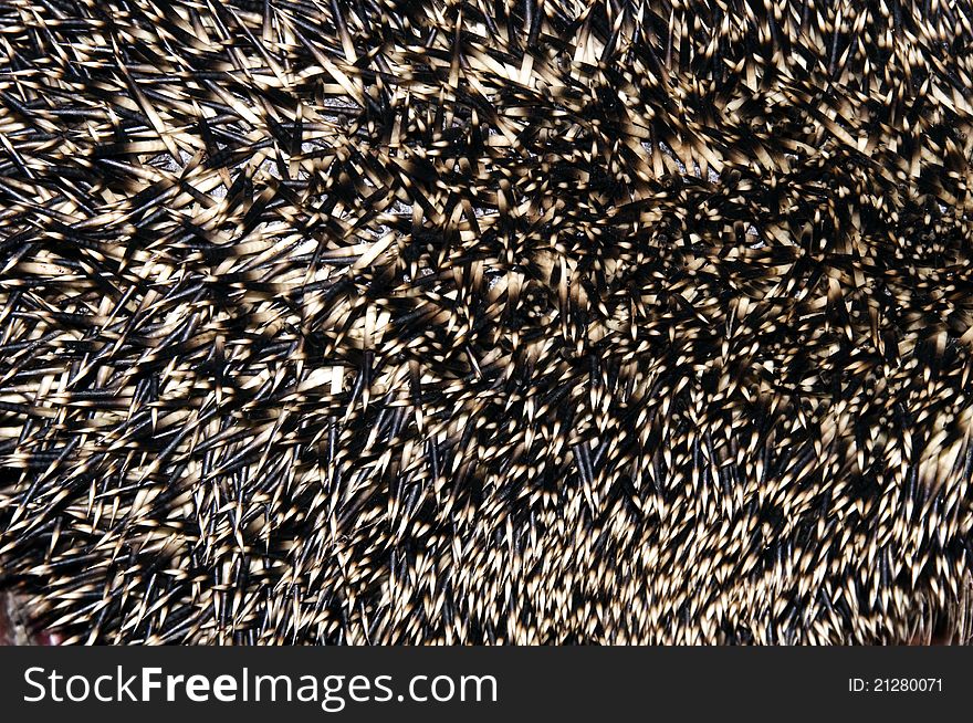 Needles of a young hedgehog