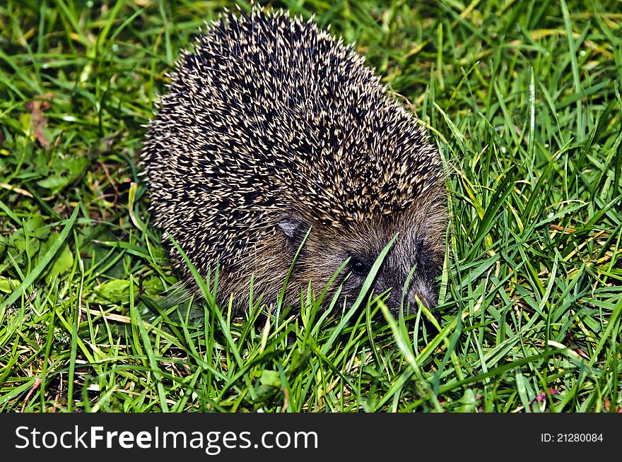 Young hedgehog in green grass