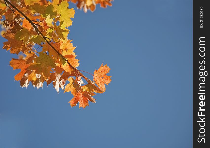 Autumnal maple leaves on the blue sky background