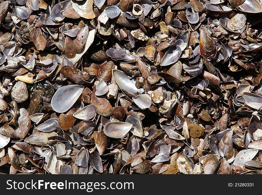 Background of seashells, closeup, Kovalam, Kerala, South India