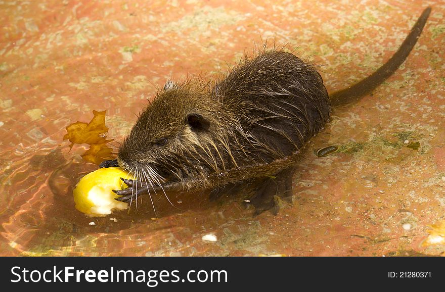 Small rodent eating an apple