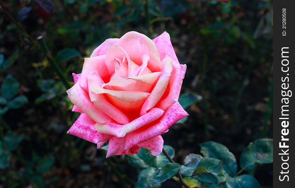 Flower A Rose
