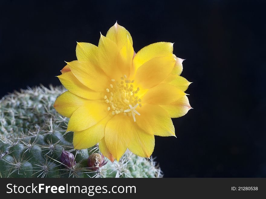 Photo of Flowering cactus Rebutia