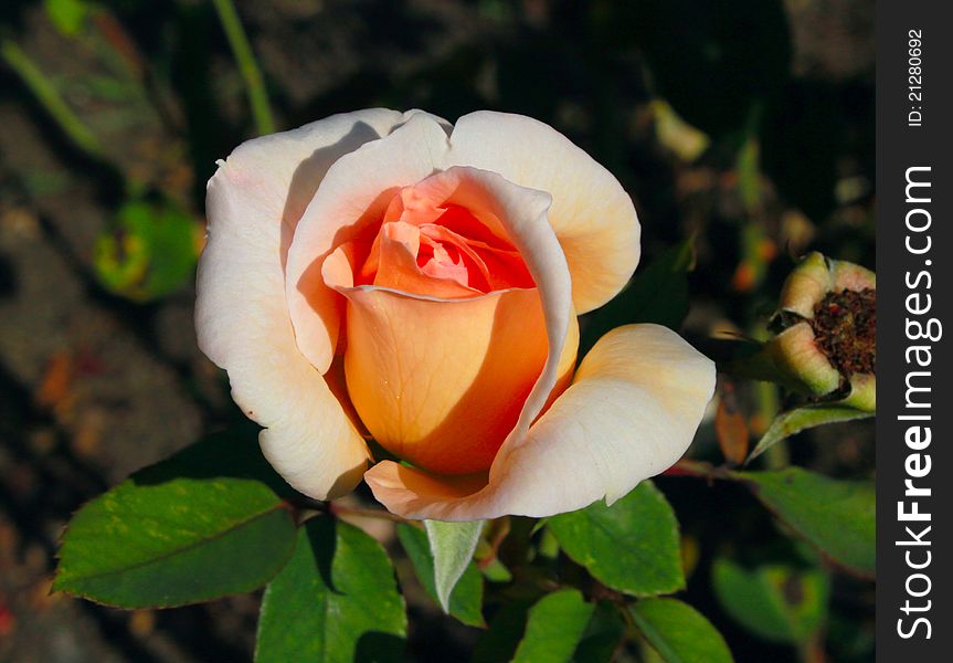 Fine rose in a botanical garden in Kiev. Fine rose in a botanical garden in Kiev