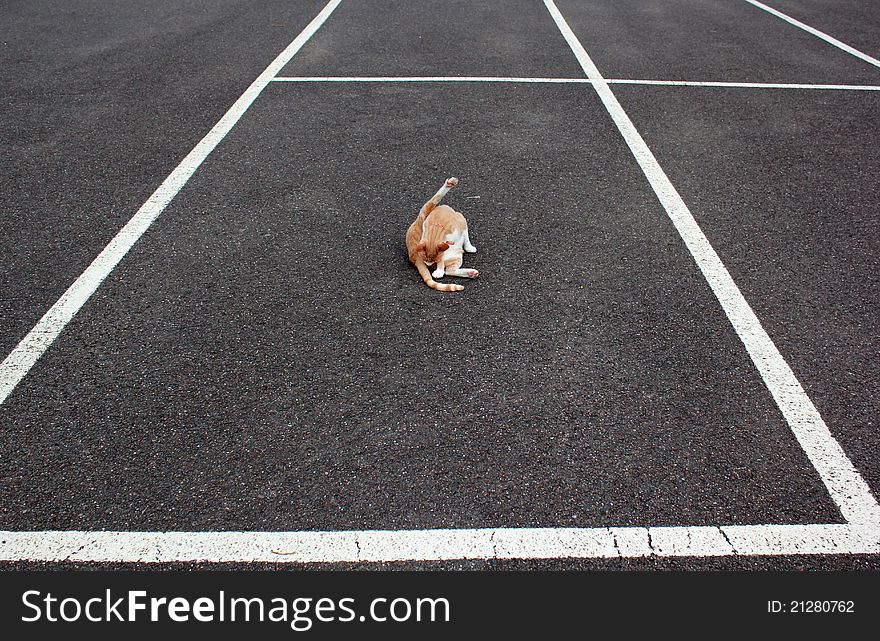 A cat washing in the middle of a marked car parking bay. A cat washing in the middle of a marked car parking bay