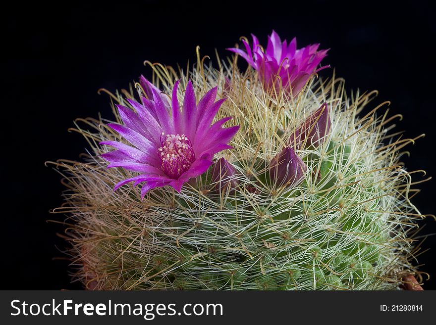 Photo of Flowering mammilaria, the black background. Photo of Flowering mammilaria, the black background