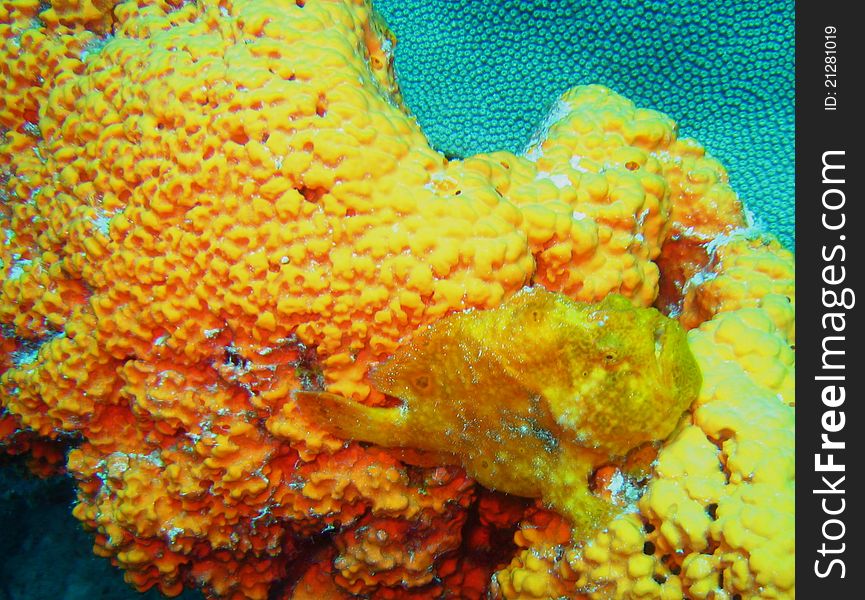 Yellow Frog Fish on Yellow Sponge in Bonaire, Southern Caribbean