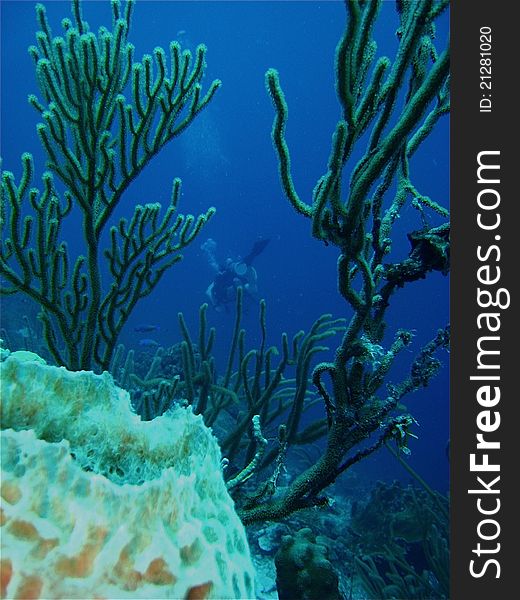 In the foreground, there is a sponge and coral. In the background there is a diver. Taken in Bonaire, Southern Caribbean. In the foreground, there is a sponge and coral. In the background there is a diver. Taken in Bonaire, Southern Caribbean