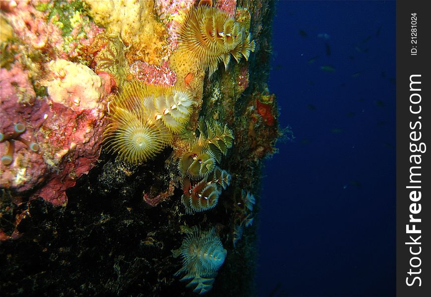 A community of christmas tree worms live on the sides of a salt pier in Bonaire, Southern Caribbean.