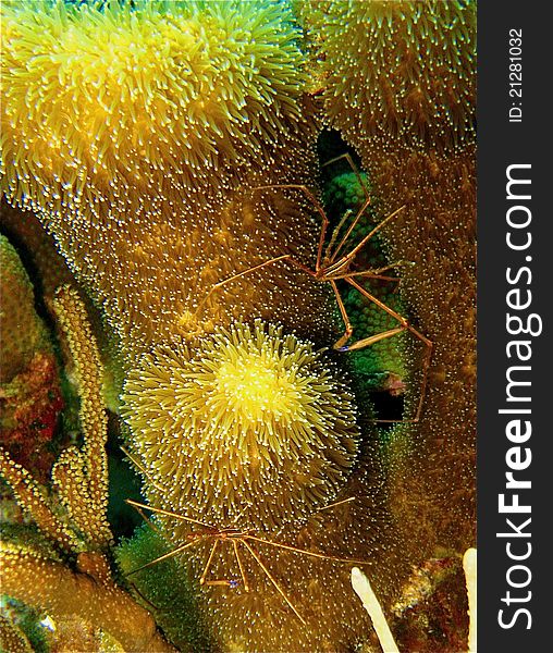 These two spider crabs sit protectively around their piece of extremely healthy coral. These two spider crabs sit protectively around their piece of extremely healthy coral.