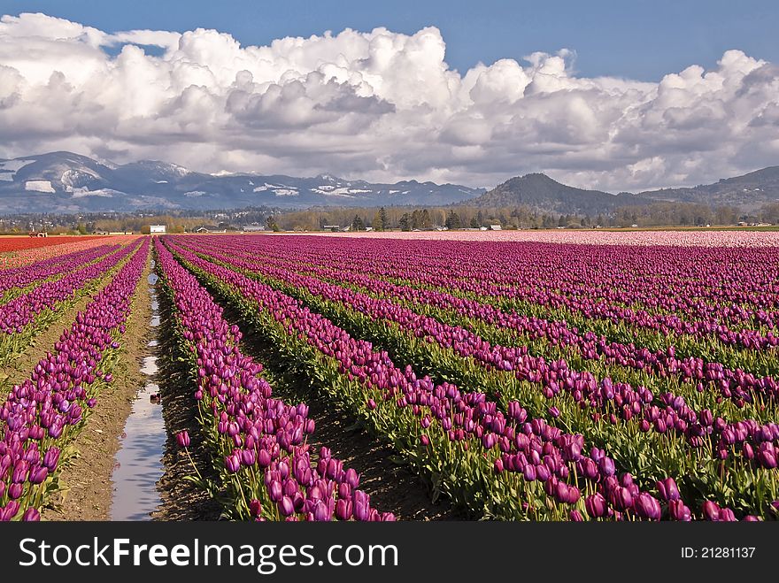 A field of magenta colored tulips. A field of magenta colored tulips