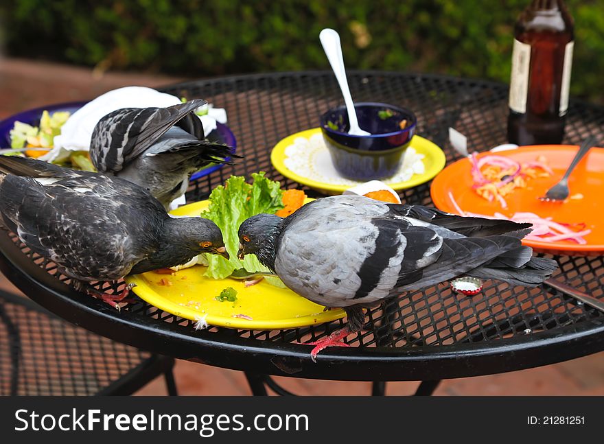 Pigeons eating hamburger at the cafe