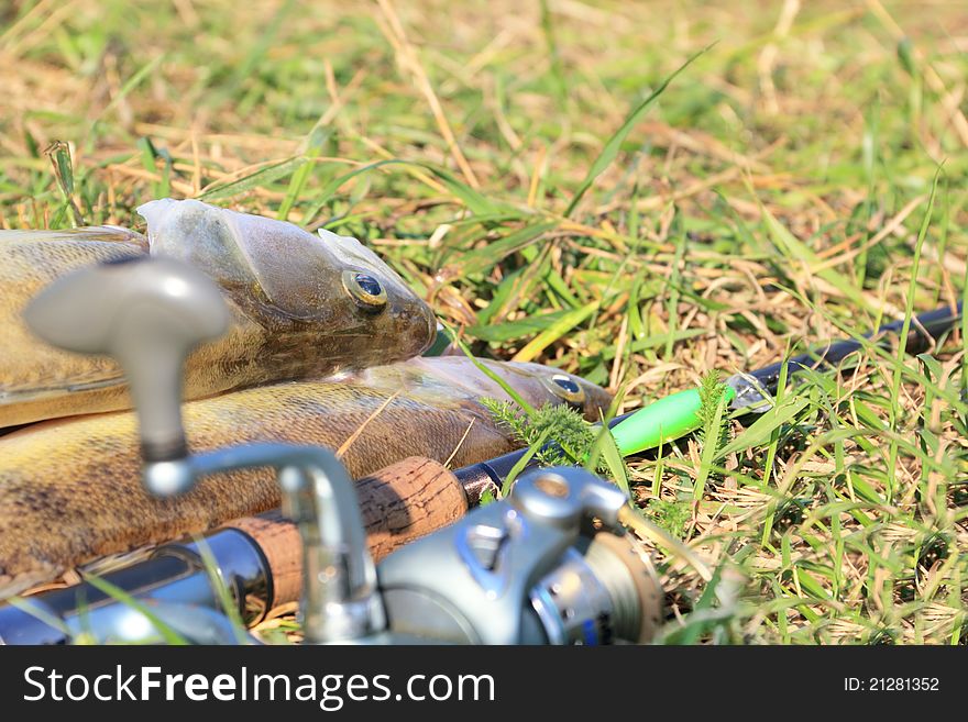 Fishing catch on the grass and fishing gear
