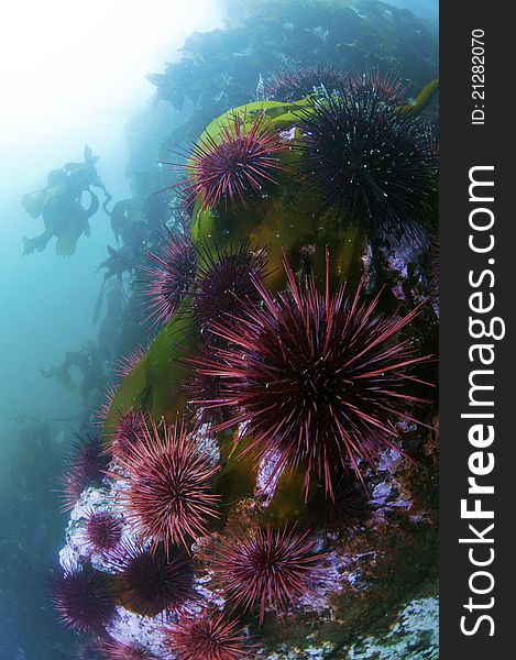 A colony of purple urchins sitting on a rock outcropping. A colony of purple urchins sitting on a rock outcropping.