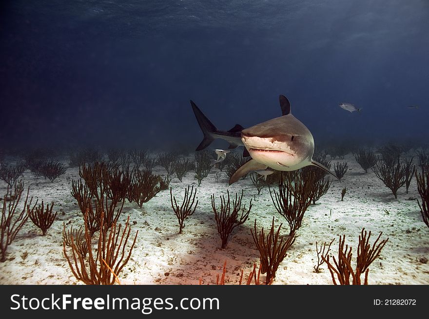 A tiger shark searches the bottom for food.