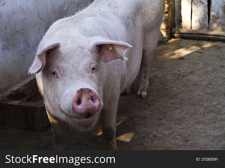 Domestic pig in a pigsty looking curious. Domestic pig in a pigsty looking curious