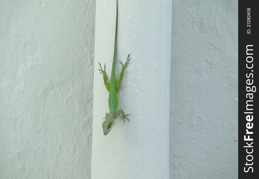 Ascending Gecko