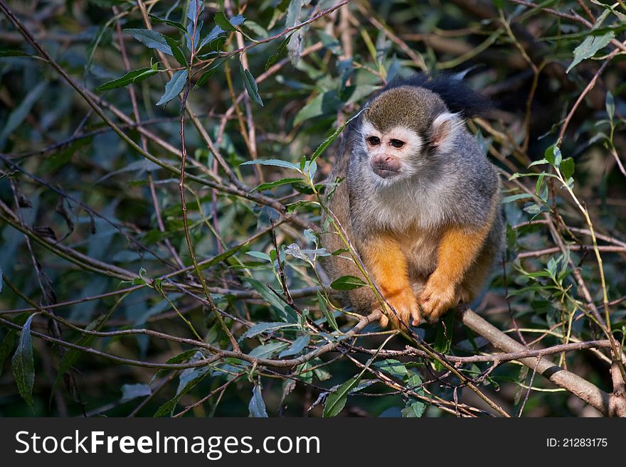 Common squirrel monkey (Saimiri sciureus) on bush