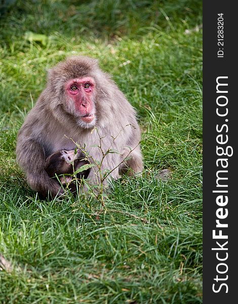 Mother monkey (Japanese macaque - Macaca fuscata) with suckling