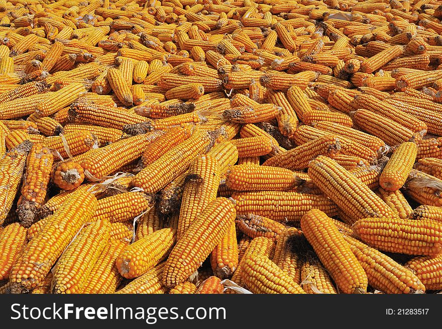 Corn drying in the sun.