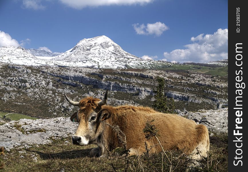 Cow resting in cantabrica, Spain mountain meadows. Cow resting in cantabrica, Spain mountain meadows