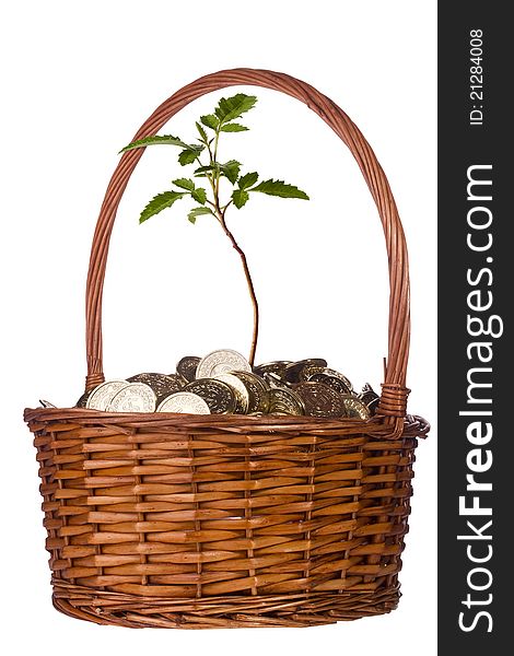Green plant growing out of a pile of golden coins in a basket on a white background. Green plant growing out of a pile of golden coins in a basket on a white background.