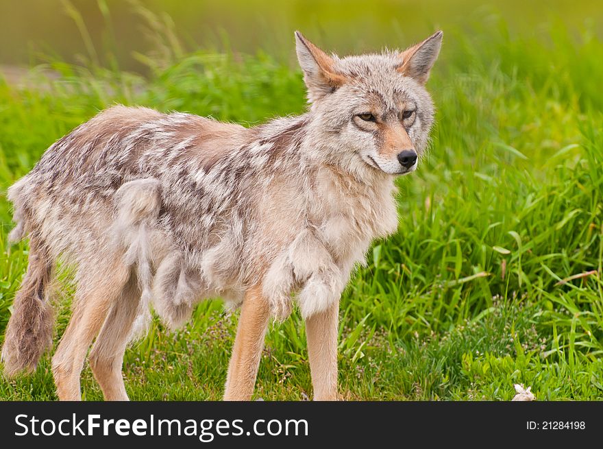 Beautiful Alaskan Fox
