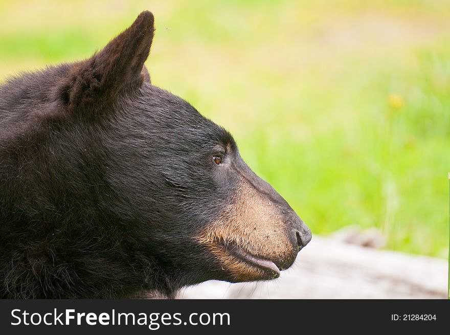 Side portrait of black bear with green background. Side portrait of black bear with green background.