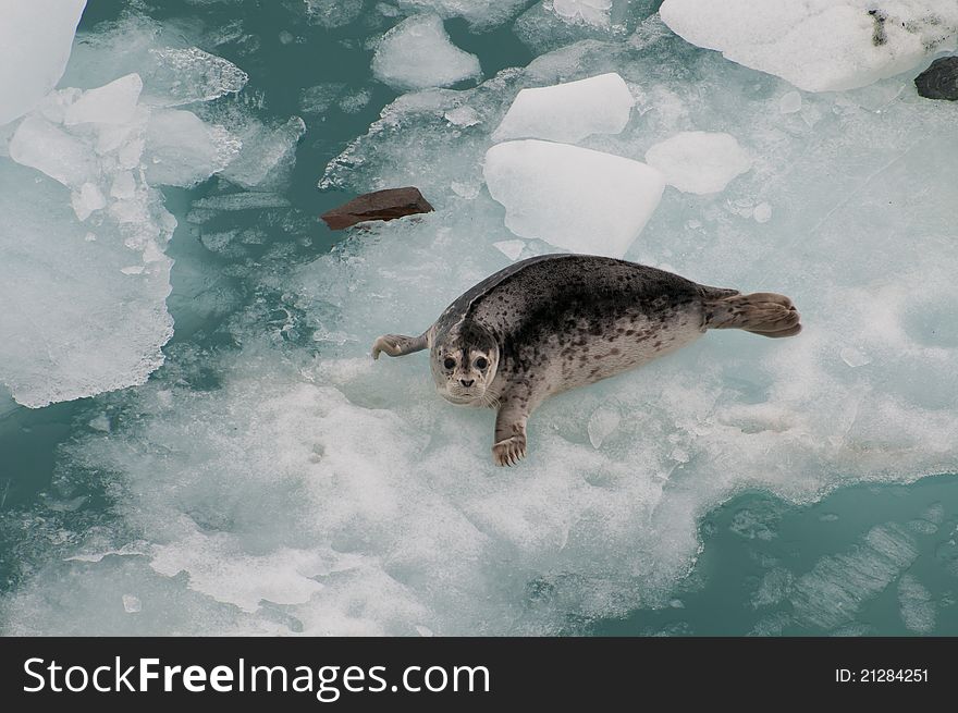 Closeup Of Wild Seal