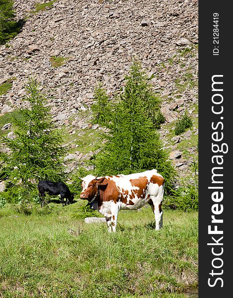 Italian cows during a sunny day close to Susa, Piedmont, Italian Alps. Italian cows during a sunny day close to Susa, Piedmont, Italian Alps