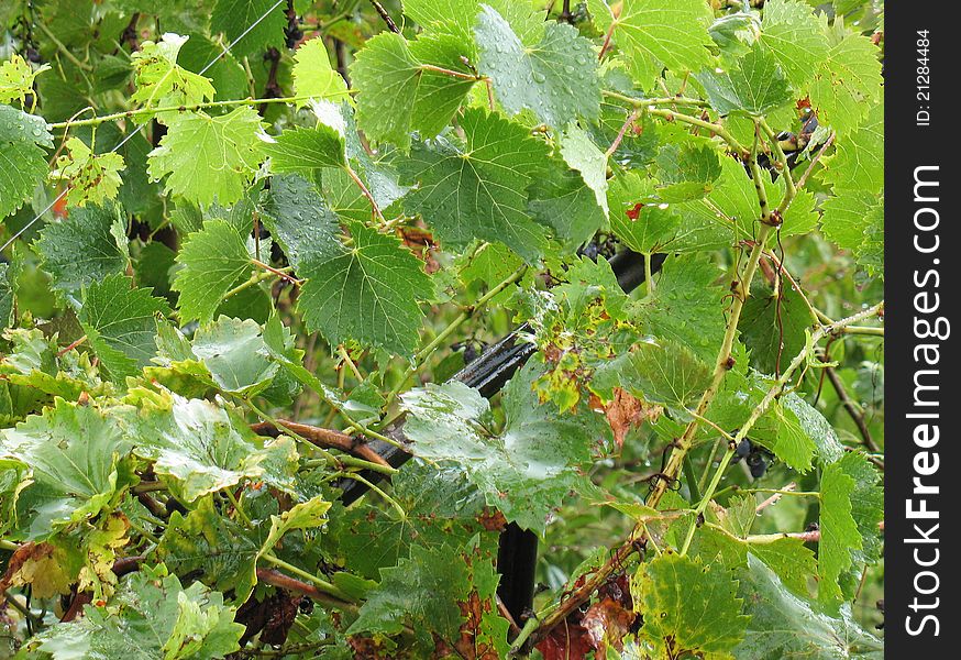 Raindrops on the leaves of grapes on a summer morning. Raindrops on the leaves of grapes on a summer morning