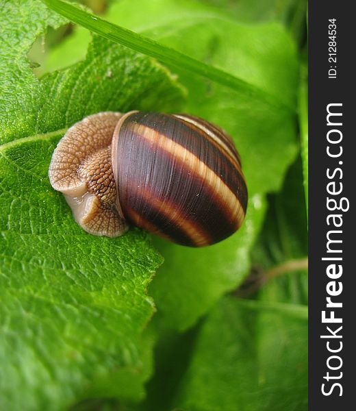 Snail on a branch of the bush on the background of summer forest's green. Snail on a branch of the bush on the background of summer forest's green