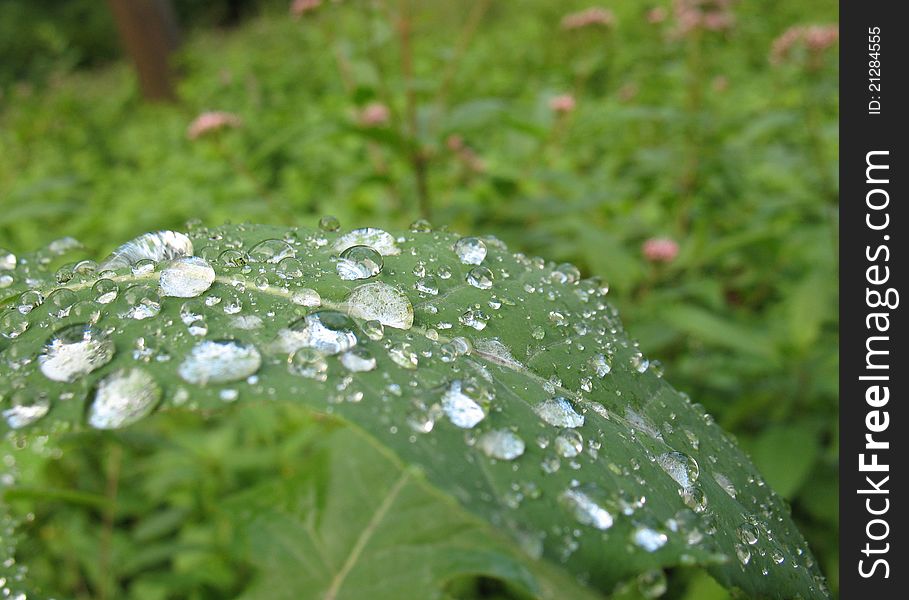 Water Drops On Green Leaf