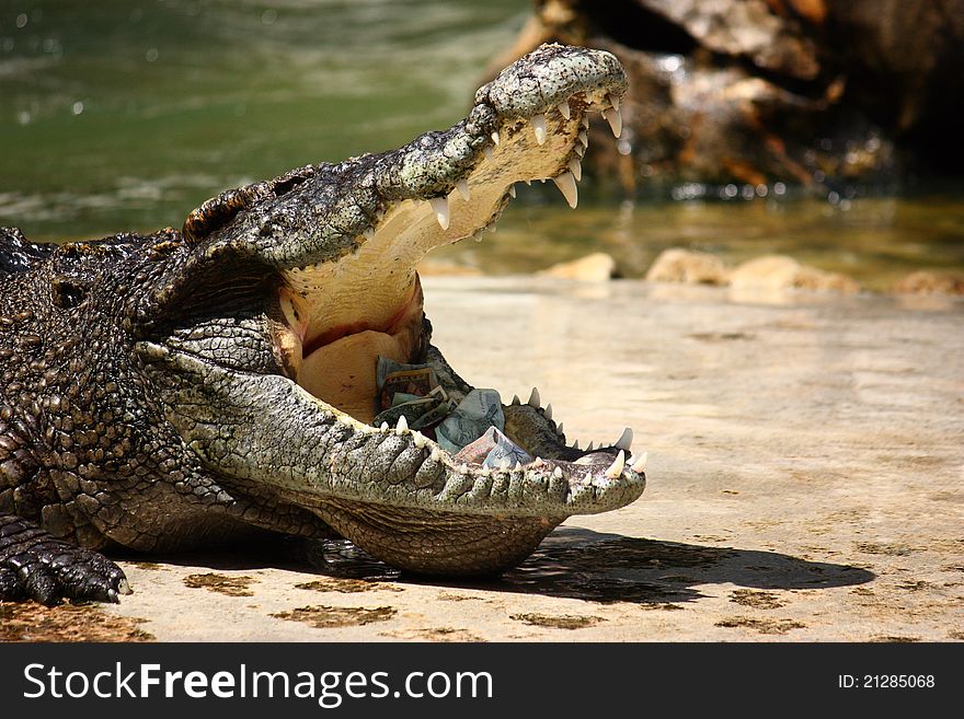 Crocodile with money in mouth