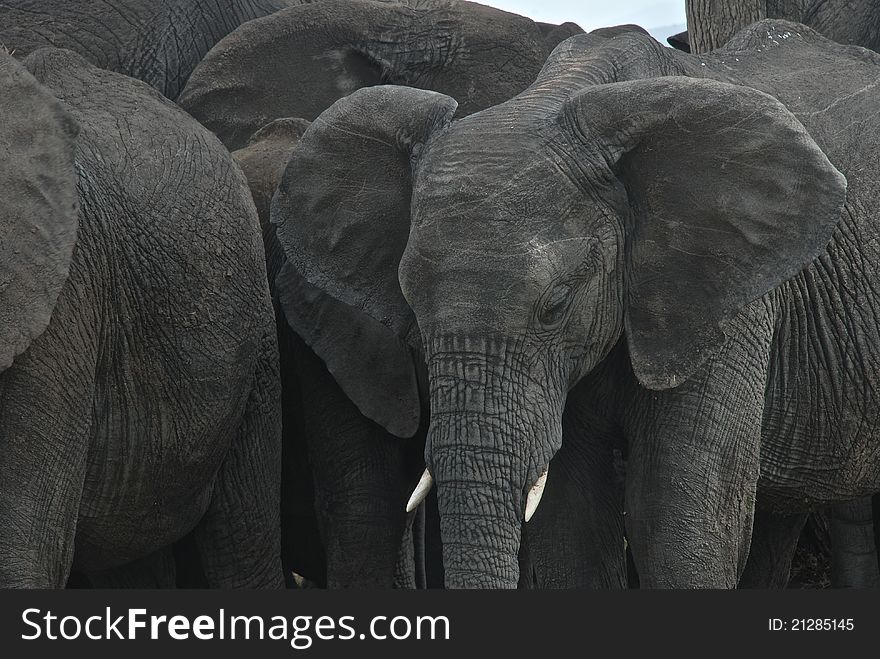 A herd of elephants huddled together. A herd of elephants huddled together.