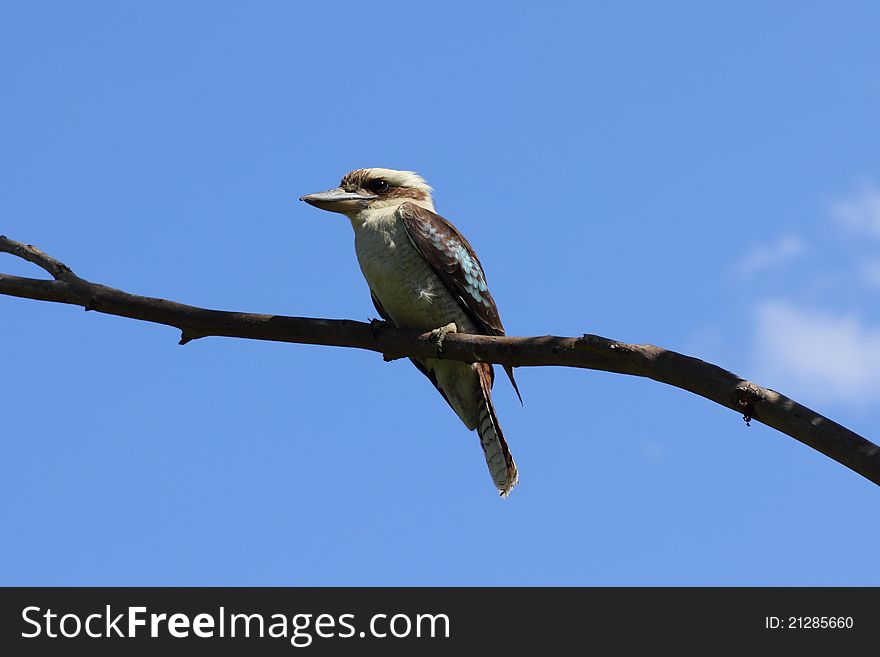 Kookaburra sitting on branch by blue sky