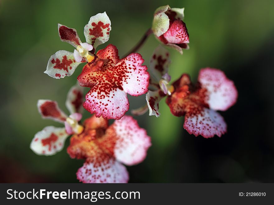 Colorful orchid flower in Thailand. Colorful orchid flower in Thailand