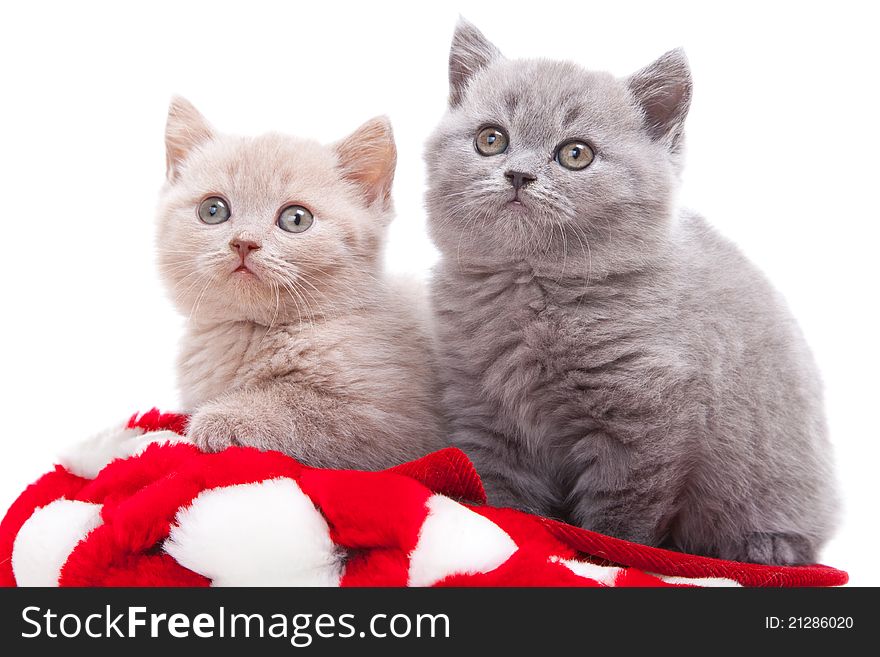 Studio portrait of two playful young pale-yellow and gray British kittens sitting in red hat on isolated white background. Studio portrait of two playful young pale-yellow and gray British kittens sitting in red hat on isolated white background