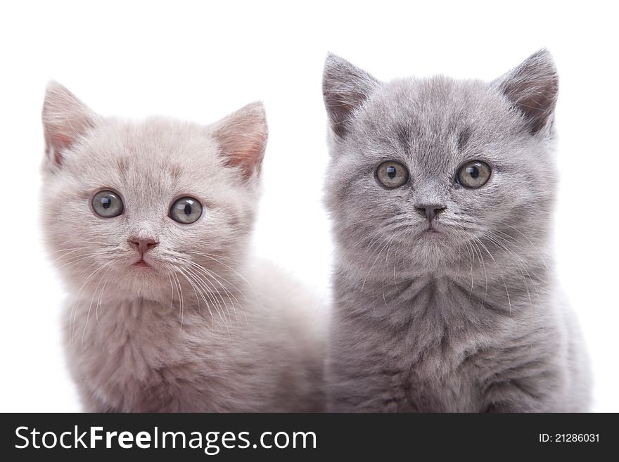 Studio portrait of two playful young pale-yellow and gray British kittens sitting on isolated white background. Studio portrait of two playful young pale-yellow and gray British kittens sitting on isolated white background
